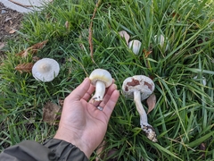 Agaricus xanthodermus