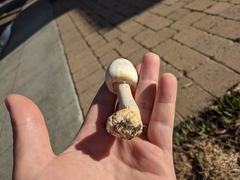 Agaricus xanthodermus