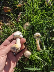 Agaricus xanthodermus