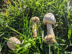 Agaricus xanthodermus