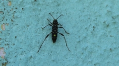 Cotyclytus curvatus