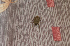 Halyomorpha halys