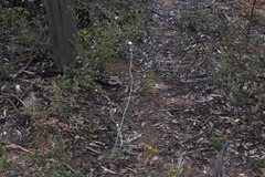 Brachyscome diversifolia