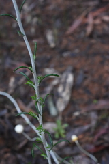 Brachyscome diversifolia