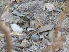 Pharneuptychia phares