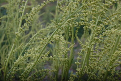 Valeriana polystachya