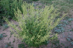 Valeriana polystachya