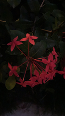 Ixora coccinea