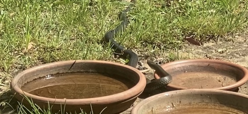 Eastern Brown Snake sighting