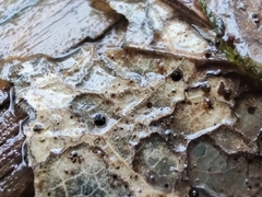 Coccomyces dentatus