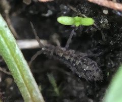 Isotomurus maculatus