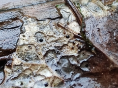 Coccomyces dentatus