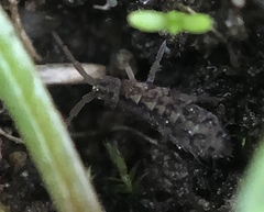 Isotomurus maculatus