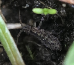 Isotomurus maculatus