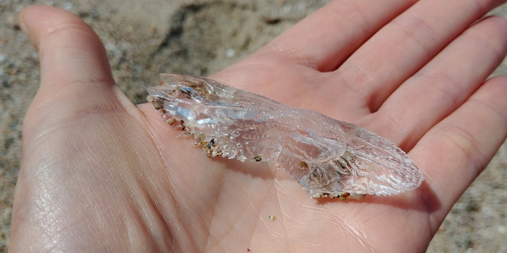 Cymbulia
