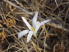 Colchicum pusillum