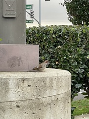 Passer domesticus