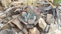 Echeveria strictiflora