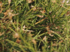 Genista acanthoclada