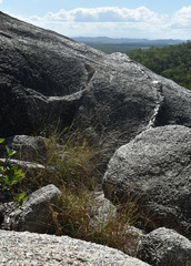 Digitaria parviflora