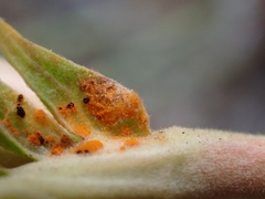 Phragmidium potentillae