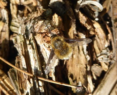 Bombylius fimbriatus