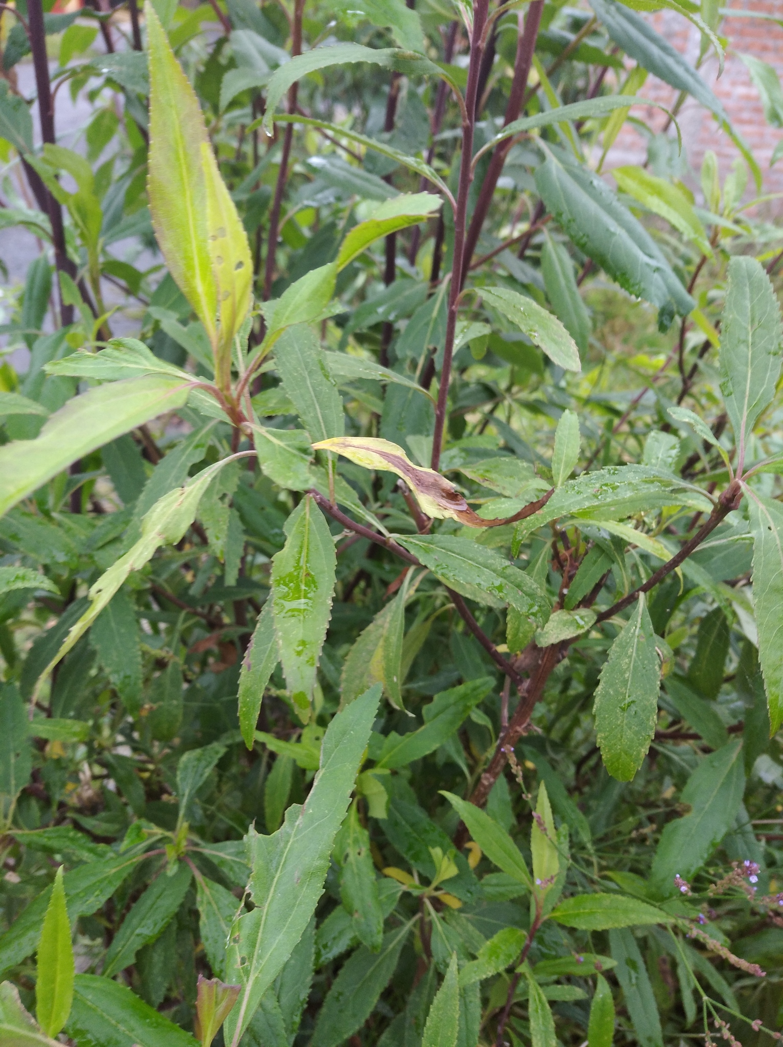 Baccharis image