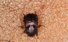 Ceratocanthinae