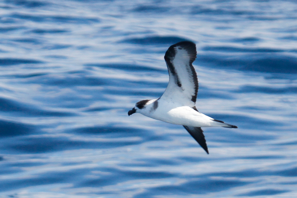 Black-capped Petrel
