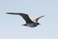 Stercorarius pomarinus