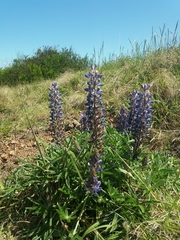 Lupinus multiflorus