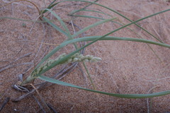 Panicum racemosum