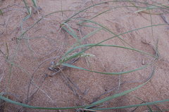 Panicum racemosum