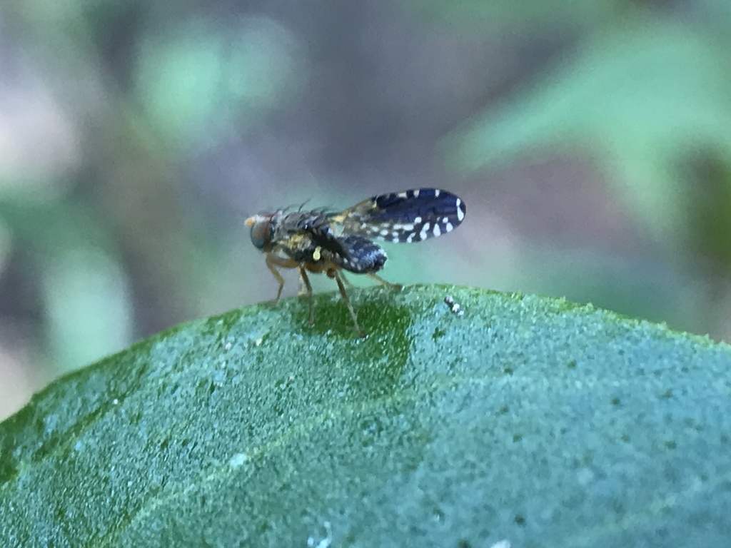 Austrotephritis quasiprolixa