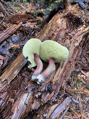 Xerocomellus atropurpureus