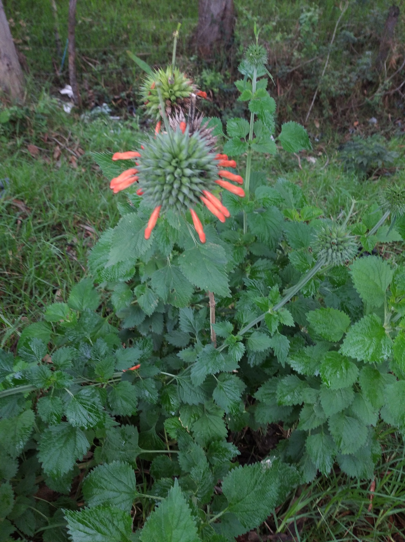 Leonotis image