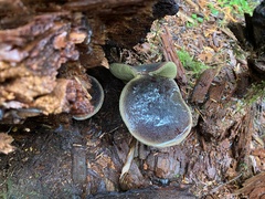 Xerocomellus atropurpureus