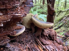 Xerocomellus atropurpureus