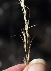 Aristida spuria