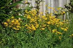 Coreopsis integrifolia