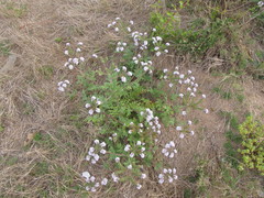 Phacelia artemisioides