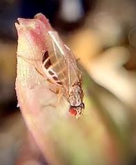 Scaptomyza