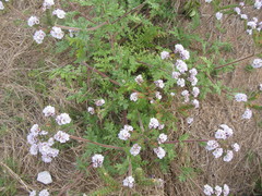 Phacelia artemisioides