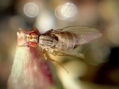 Scaptomyza