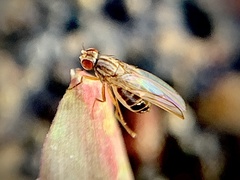 Scaptomyza