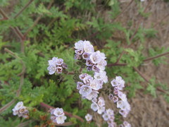 Phacelia artemisioides