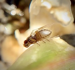 Scaptomyza