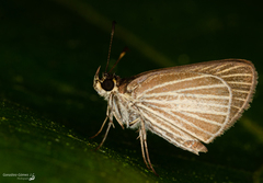 Callimormus radiola