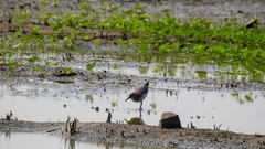 Calidris temminckii