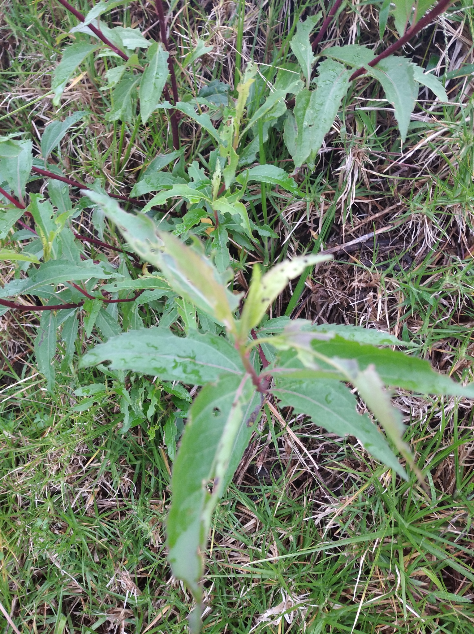 Baccharis latifolia image